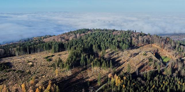 Parlamento europeo rimanda la legge anti-deforestazione al 2025: l'influenza delle forze di estrema destra