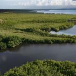 Guadeloupe: 120 ricercatori scoprono oltre 100 nuove specie, incluso un nuovo scorpione