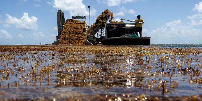 Sargasses in crescita: le alghe marroni minacciano le mangrovie delle Antille